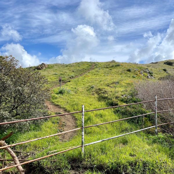 San Bruno Mountain Ecological Reserve (3/7/2023) – The Afternoon Naturalist