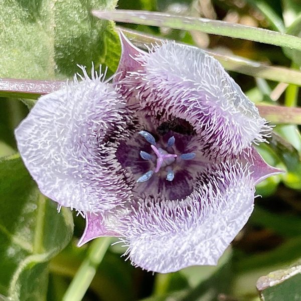 Point Reyes Spring Flowers Point Reyes (4/5/2023) – The Afternoon Naturalist